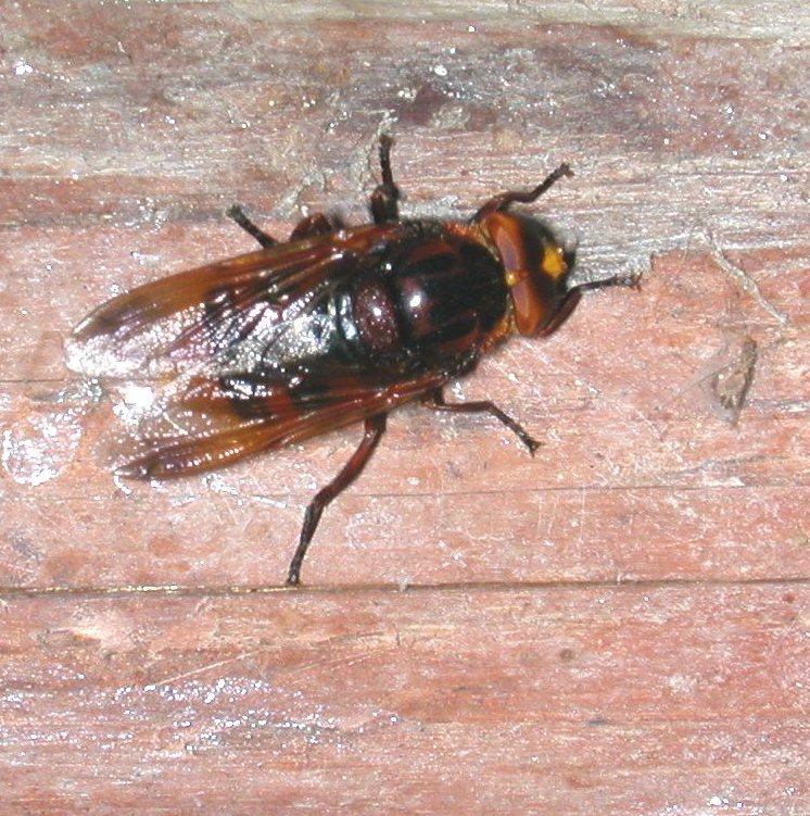 Maschio di Volucella zonaria